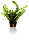 Elodea crispus